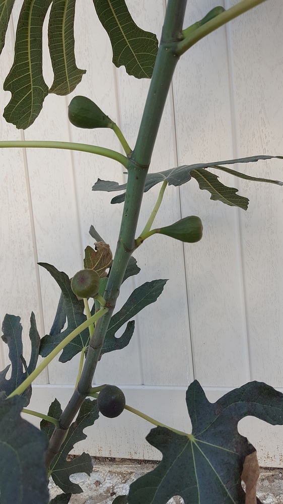 Fig%2020181103_161541