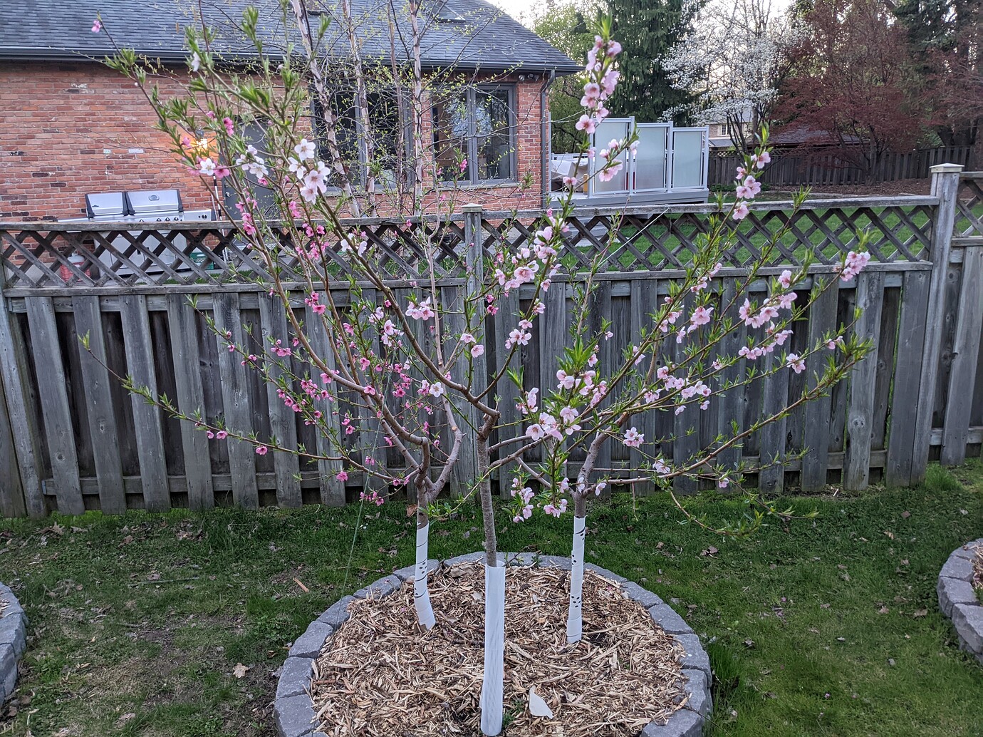Ontario Fruit Growers Regional Chats Growing Fruit