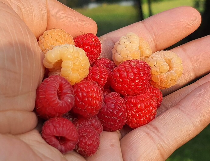 Raberries 06-16-22 1