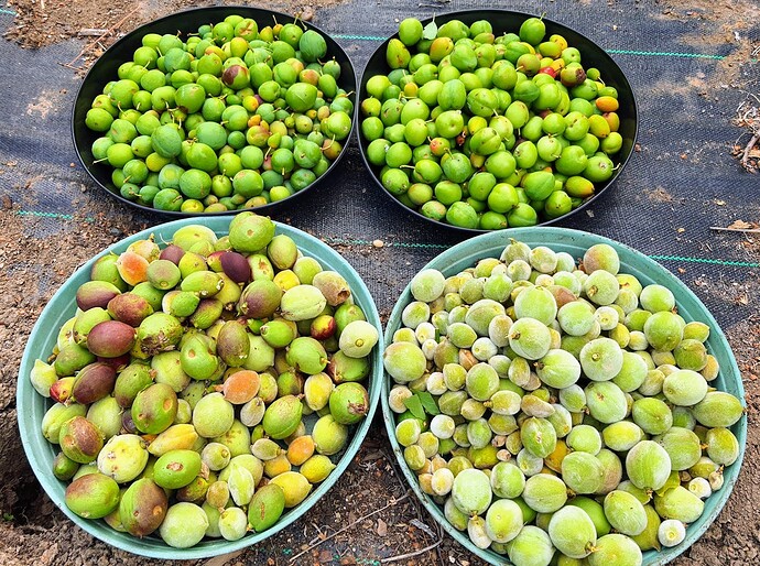 Plums peaches thinning 05-28-23