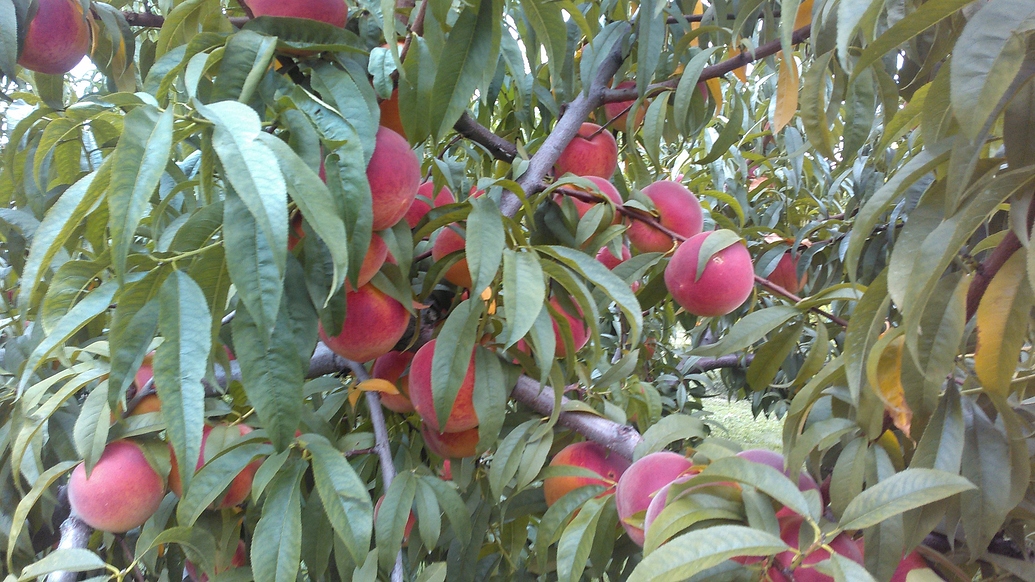 Baby Crawford may be under appreciated General Fruit Growing