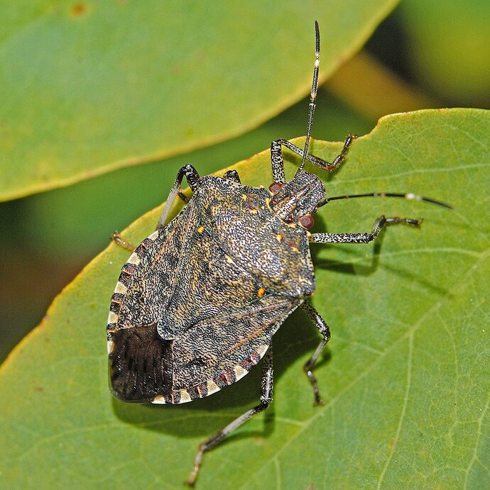 1280px-Pentatomidae_-_Halyomorpha_halys-001.jpeg