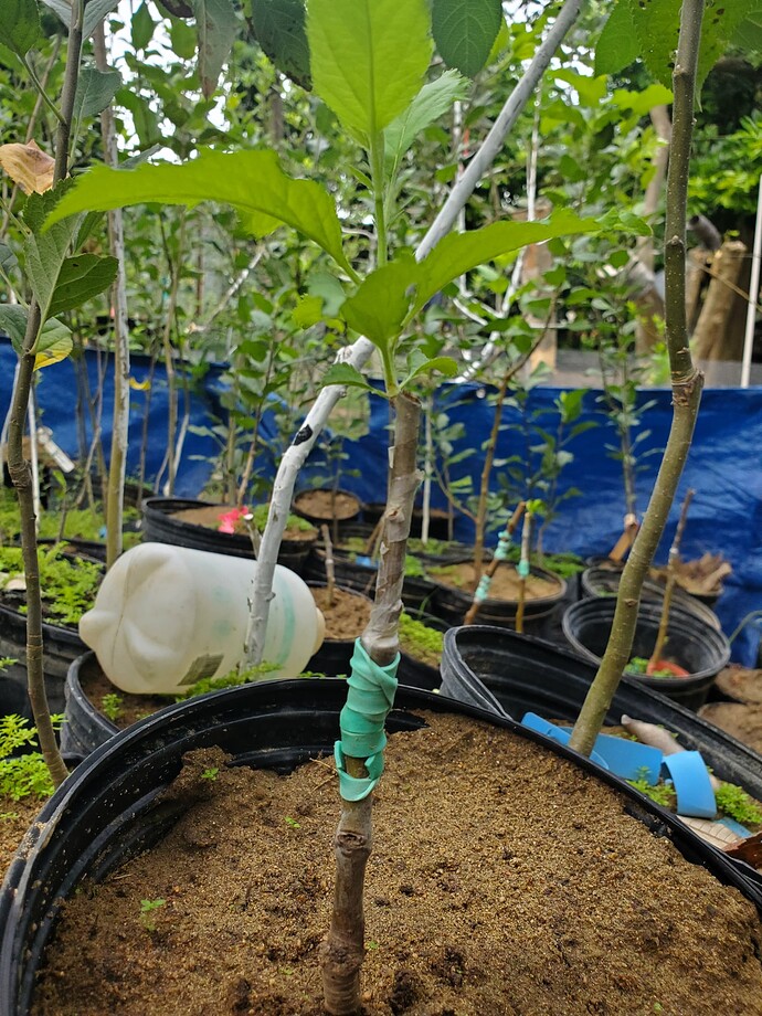 Dorsett Golden On G41 interstem to Seedling Rootstock