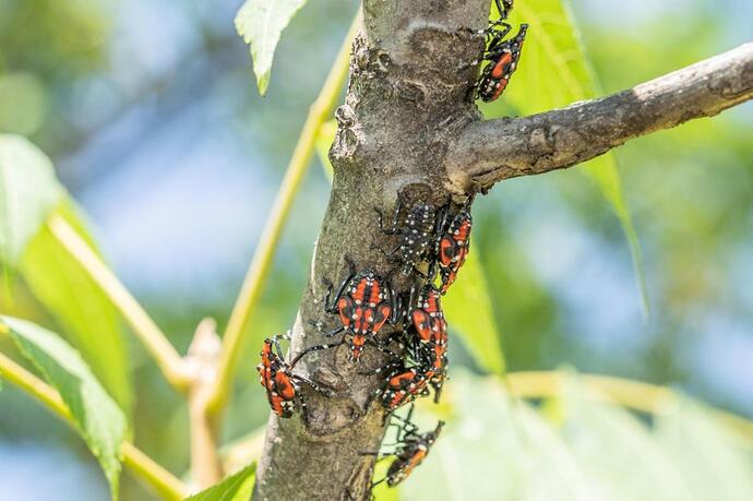 Insect control innovation - General Gardening - Growing Fruit