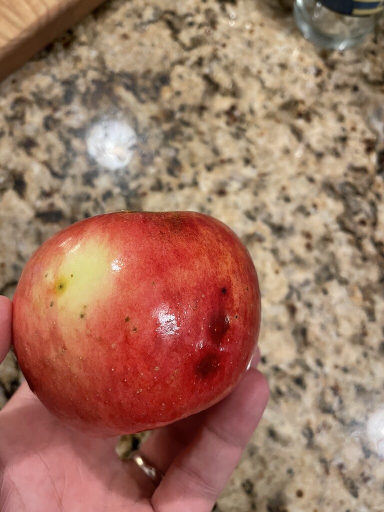 Bitter pit vs stink bug damage - General Fruit Growing - Growing Fruit