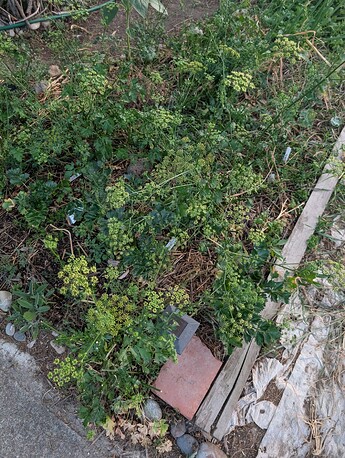 PXL_20250707_033913920