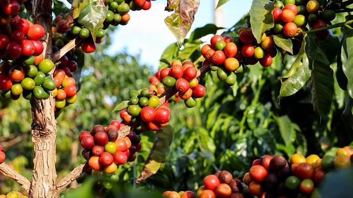 The tree features glossy, dark green leaves and clusters of vibrant red berries, known as 'cherries', ripening from green to deep red.