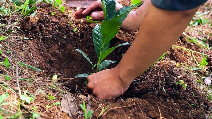 Close-up of a man planting a young sapling in the soil in the garden, having shiny, dark green, elliptical leaves with a smooth texture.