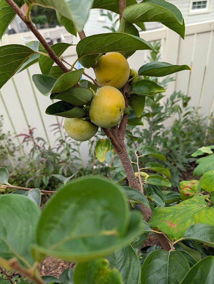 PXL_20250925_190028752