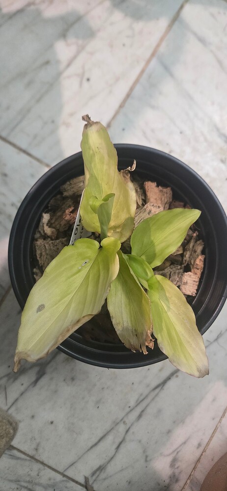 17638661792563879616279899851600