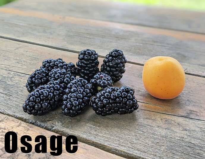 Osage_2025