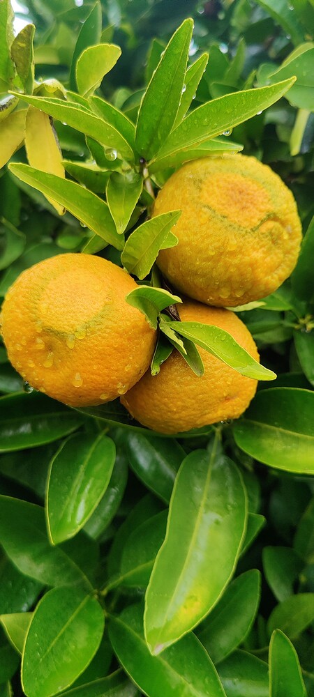 IMG_20251120_1209021