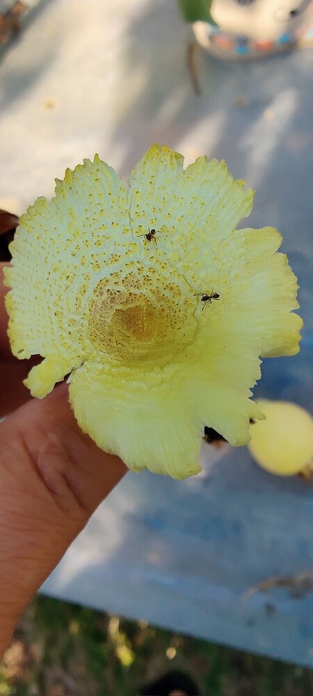 IMG_20250928_0856061