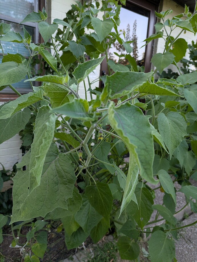 PXL_20250724_233012377