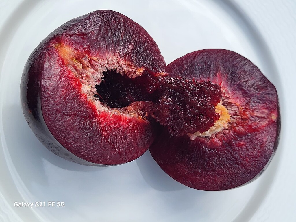 My favorite J. plum - General Fruit Growing - Growing Fruit
