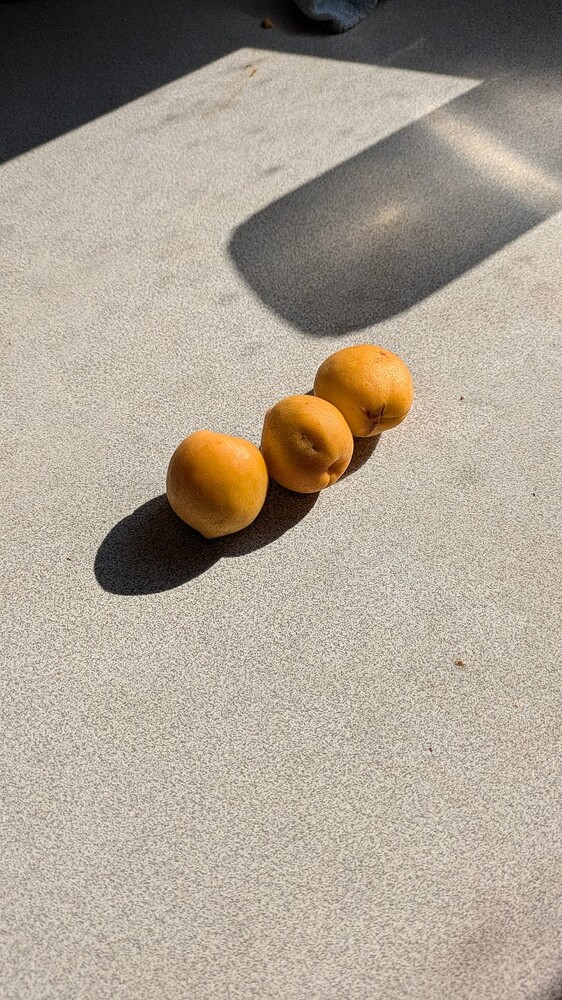 apricots