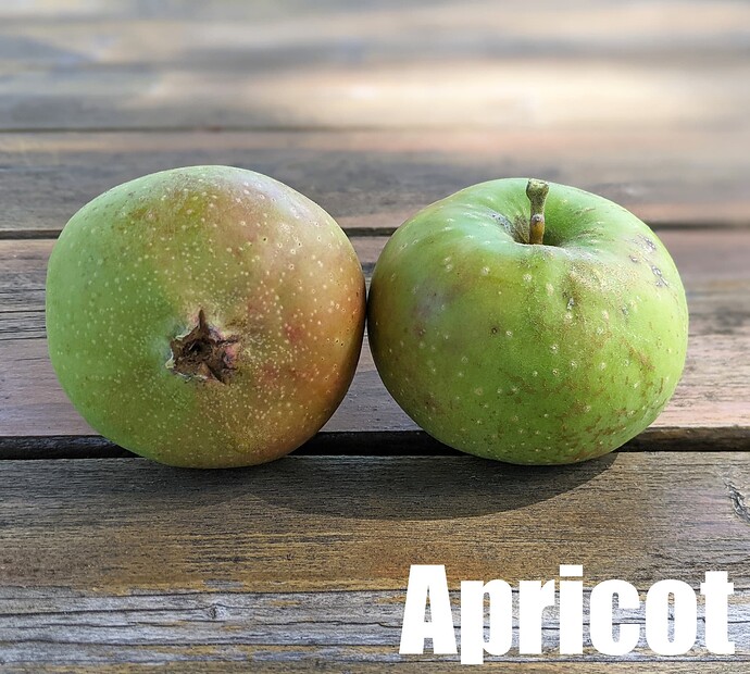 Apricot_2025