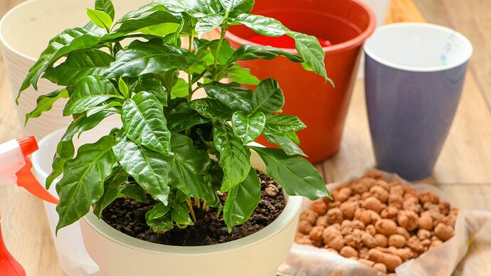 A compact shrub with glossy, dark green, oval leaves with prominent veins grows in a white pot on a wooden surface.
