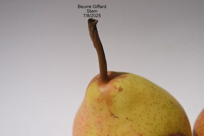 Beurre Giffard2025Stem RSjpg