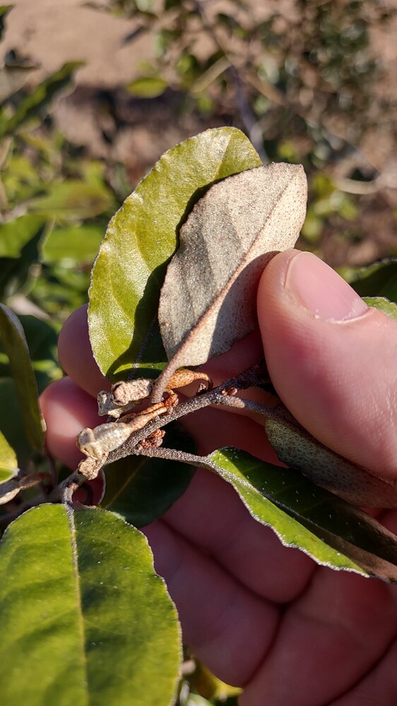 IMG_20251221_091633465_HDR