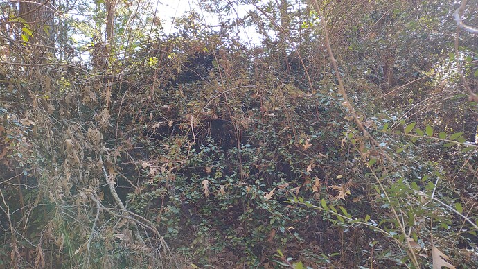 IMG_20251221_093334989