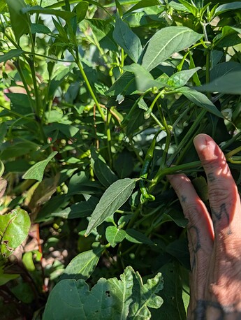 PXL_20250724_213837352