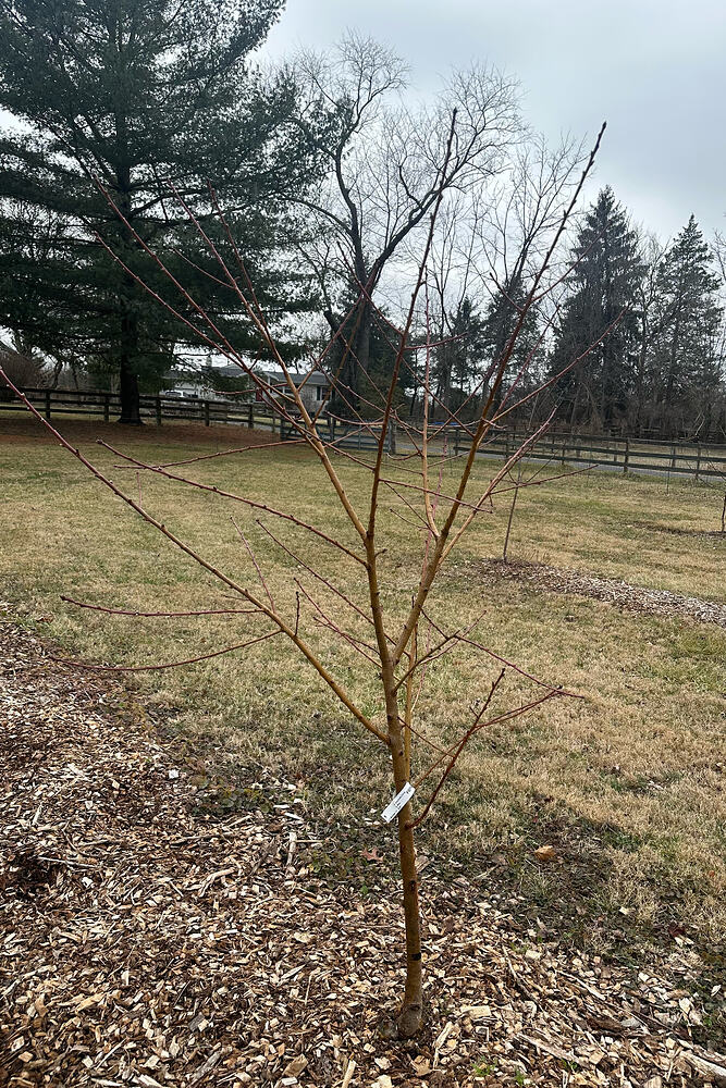 Screen Shot 2026-03-06 at 3.59.53 PM