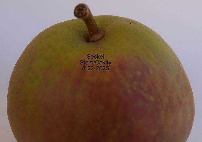 Seckel Stem 8-22-2025RS