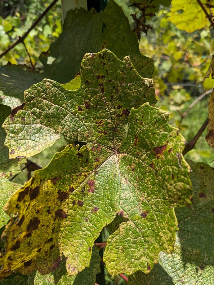 PXL_20240706_183931021