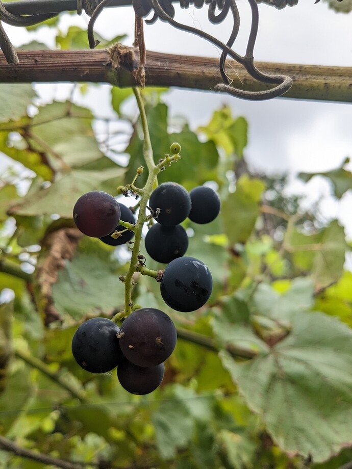 PXL_20250704_180910417