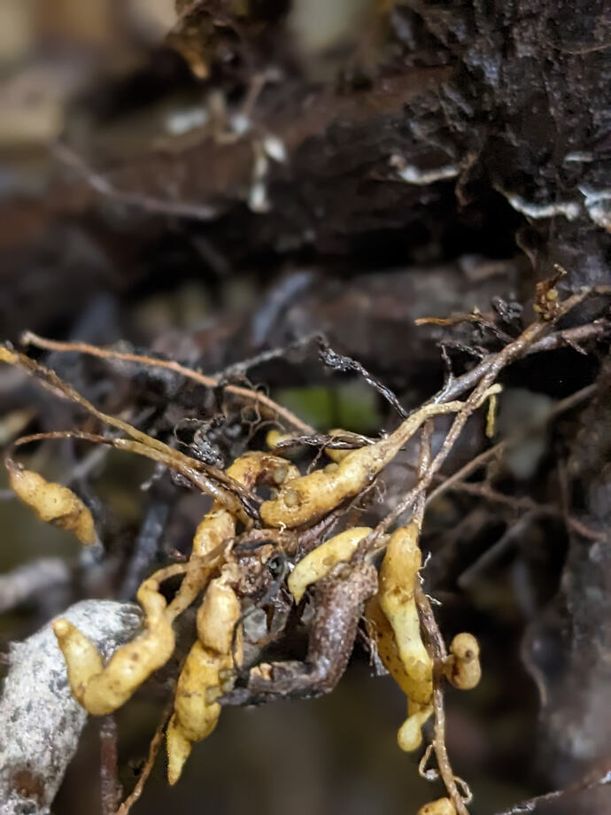 PXL_20240406_010846126.PORTRAIT