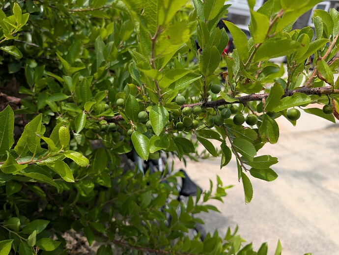 PXL_20250628_162415639