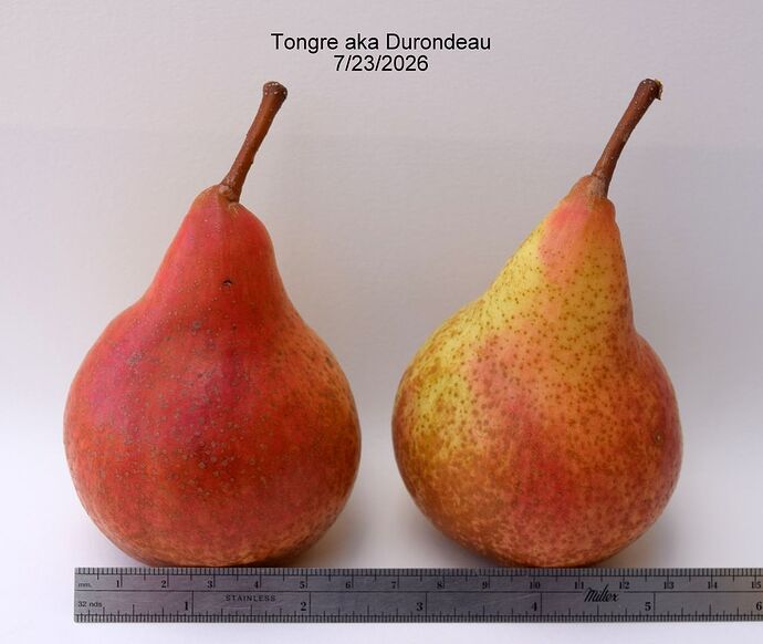 Tongre7-23-2026RS