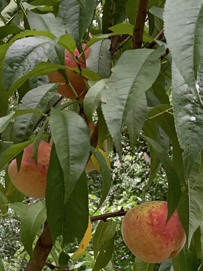 Contender Peaches closeup, 26July2022