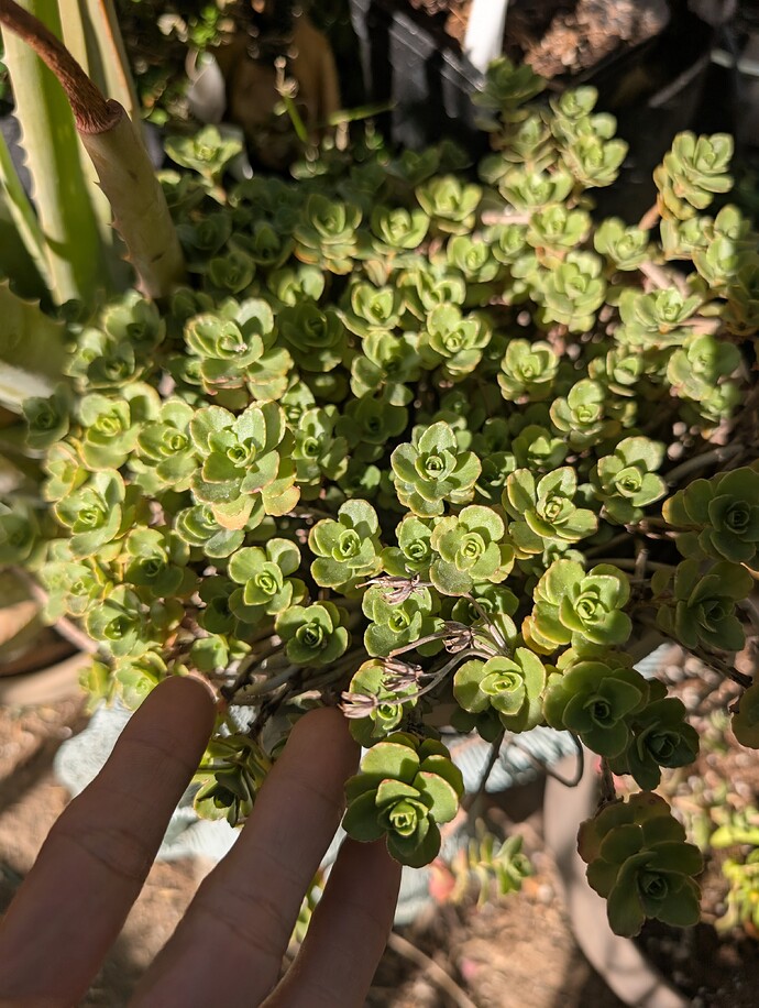 PXL_20260709_005144402