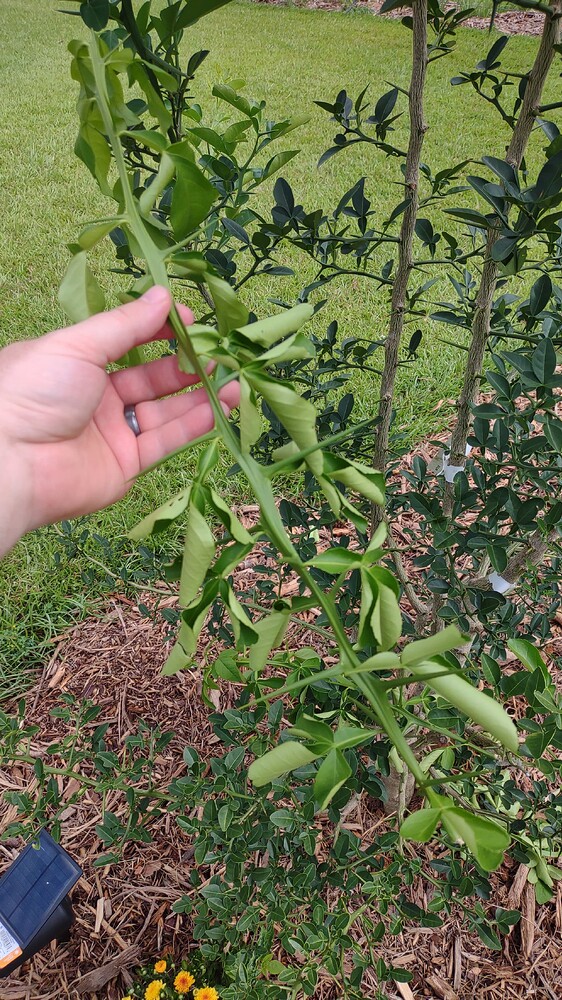 IMG_20250707_101544323