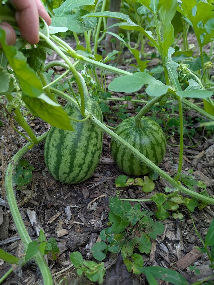 PXL_20250725_000119871