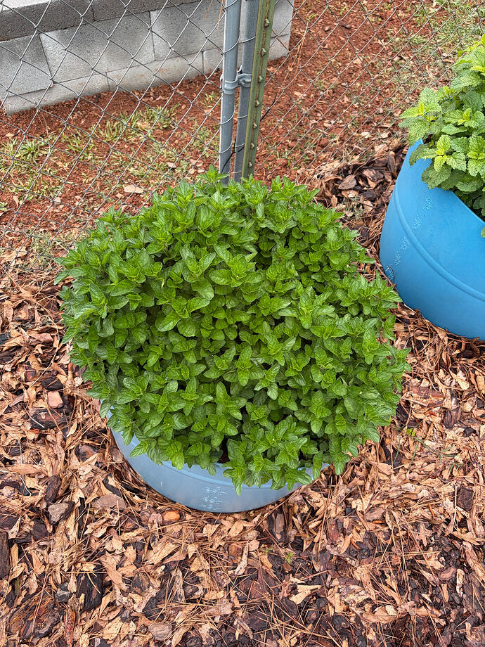 spearmint