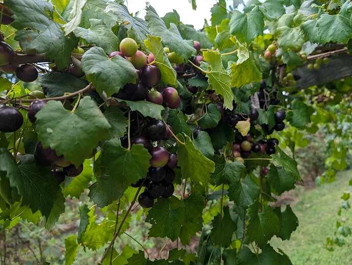 muscadines