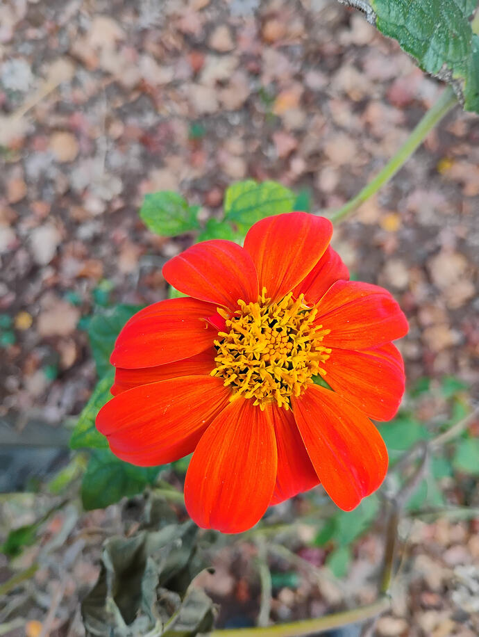 tithonia