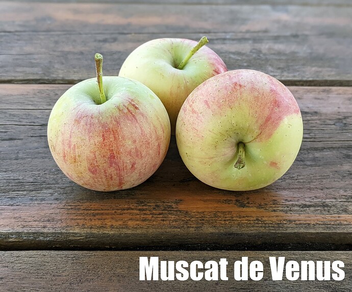 Muscat de Venus_2025