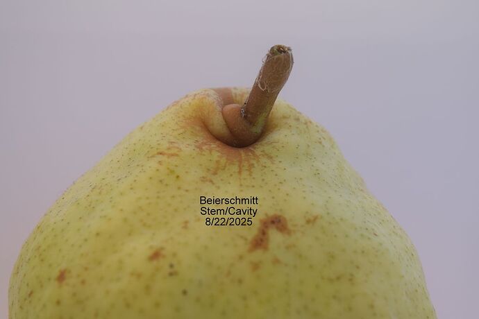 BEIERSCHMITT CAVITY 8-22-2025RS