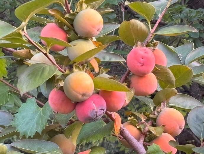 Persimmons1
