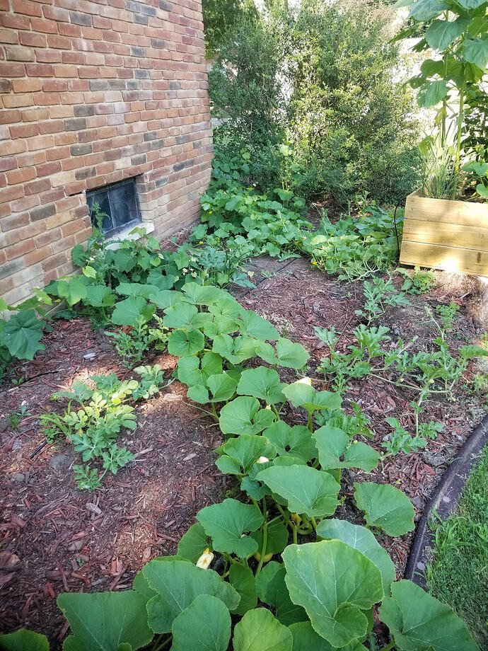Squash01