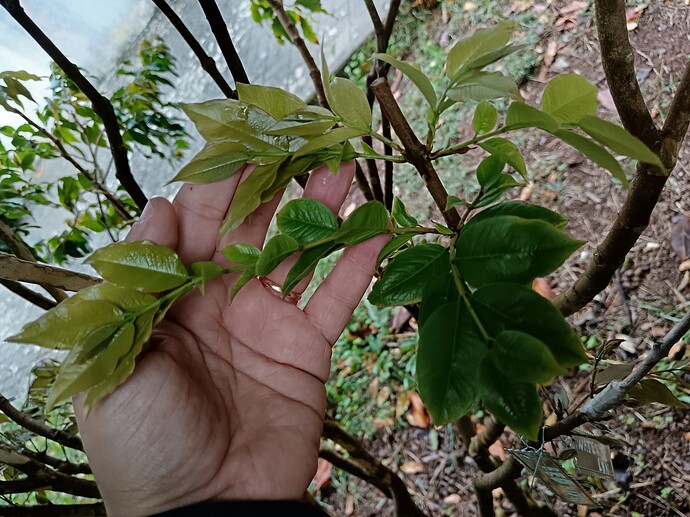 IMG_20251022_103519_edit_236721927323878