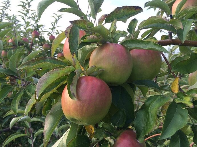 Granny Smith