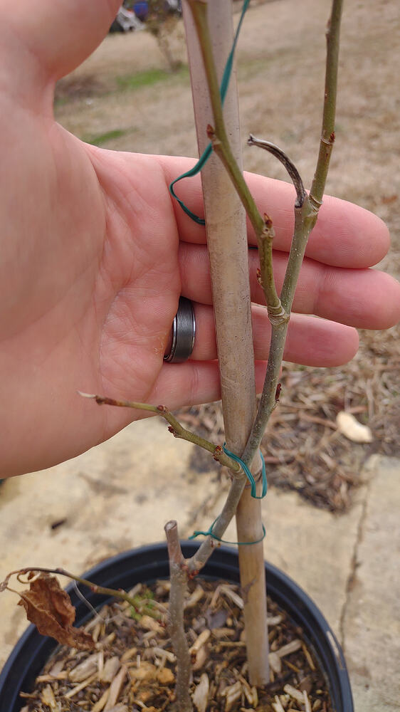 IMG_20260211_135255760