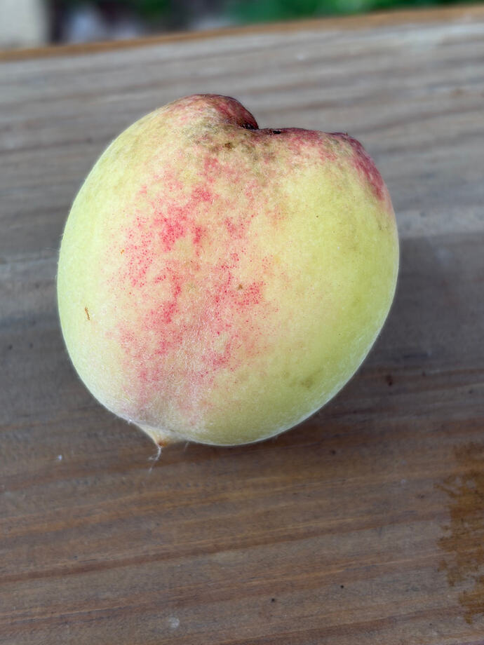 IMG_0367