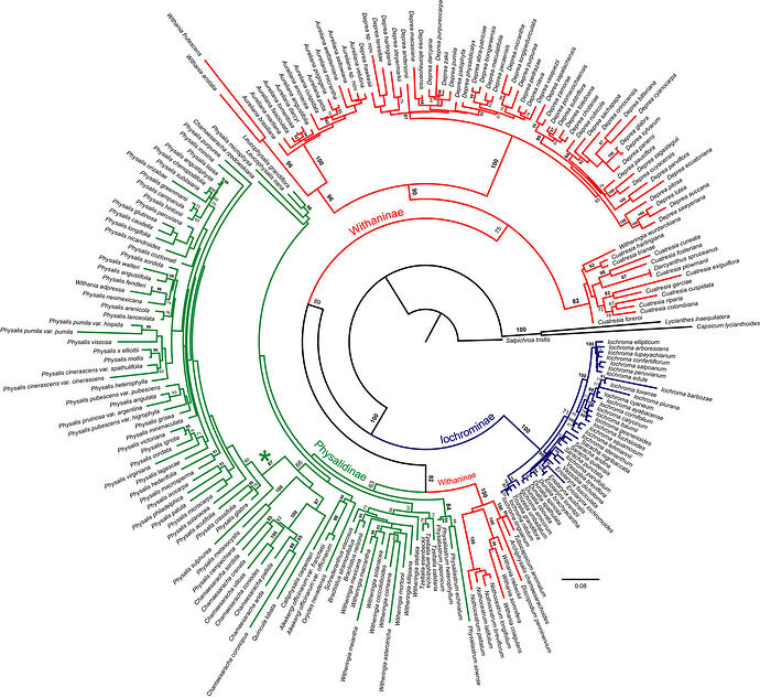 Physalinae Phylogenic Tree EPIC Super Detailed Physalis Groundcherry Tomatillo Part 1 Solanaceae