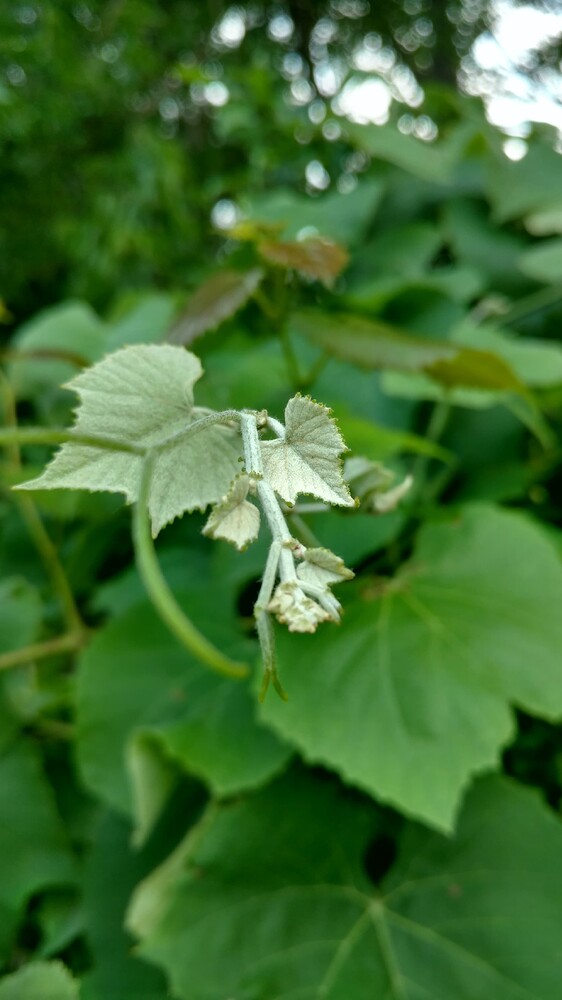 IMG_20170526_172231945_HDR